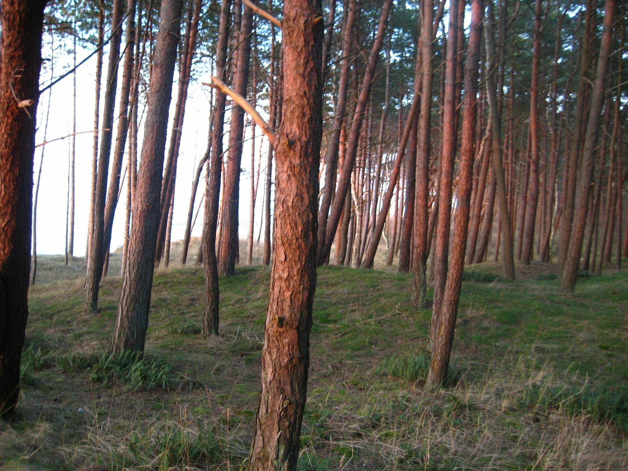 Pelikan Resort Dzwirzyno - Domki Przy Plazy Bagian luar foto