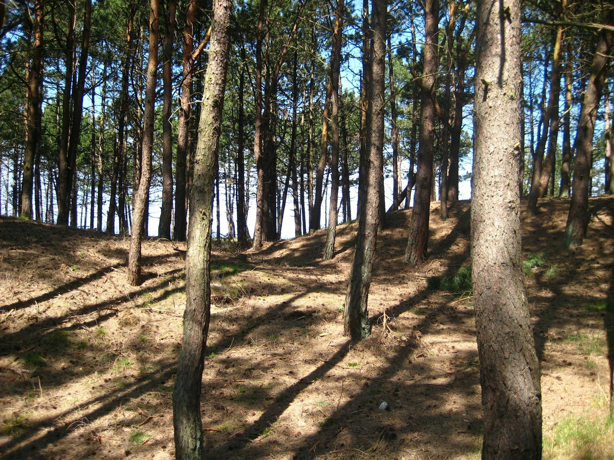 Pelikan Resort Dzwirzyno - Domki Przy Plazy Bagian luar foto